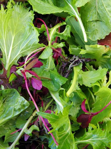 Baby Greens - Find Fresh Farm Markets and Groceries in NJ
