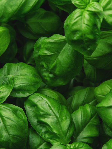 Basil - Find Fresh Farm Markets and Groceries in NJ