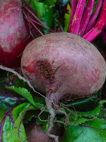 Beets - Find Fresh Farm Markets and Groceries in NJ
