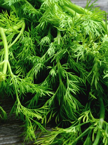 Dill - Find Fresh Farm Markets and Groceries in NJ