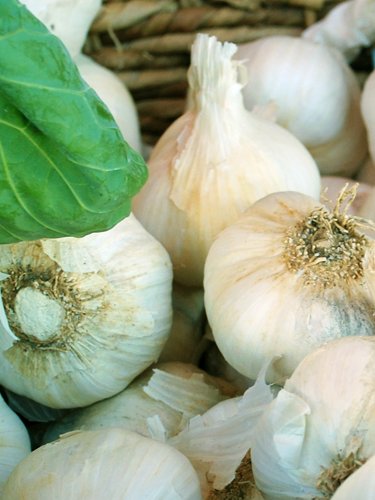 Garlic - Find Fresh Farm Markets and Groceries in NJ
