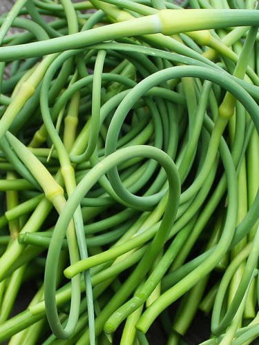 Garlic Scapes - Find Fresh Farm Markets and Groceries in NJ
