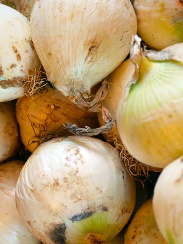 Onions - Find Fresh Farm Markets and Groceries in NJ