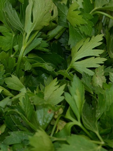 Parsley - Find Fresh Farm Markets and Groceries in NJ