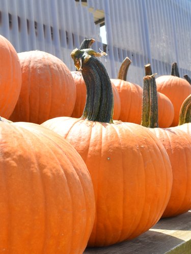 Pumpkins - Find Fresh Farm Markets and Groceries in NJ