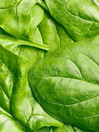 Spinach - Find Fresh Farm Markets and Groceries in NJ