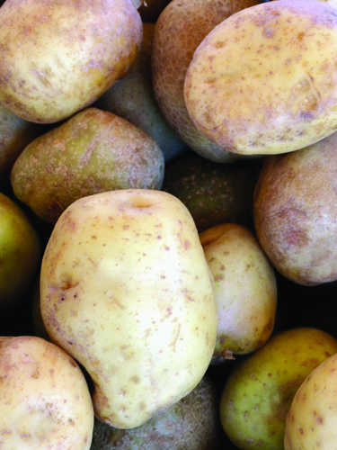 Potatoes - Find Fresh Farm Markets and Groceries in NJ
